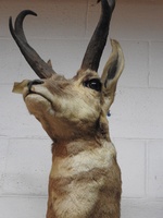 Michigan Whitetail Deer Hide and more (Taxidermy) - general for